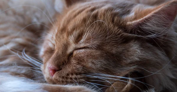 아름다운 고양이가 웅크린 잠을자네 — 스톡 사진