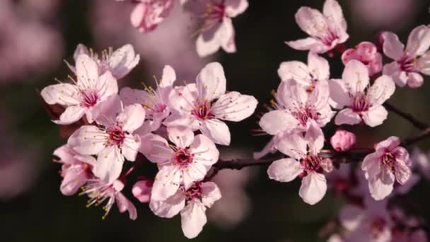 Bliska Widok Wiśniowe Drzewo Śliwki Kwiat Czasie Wiosny — Wideo stockowe