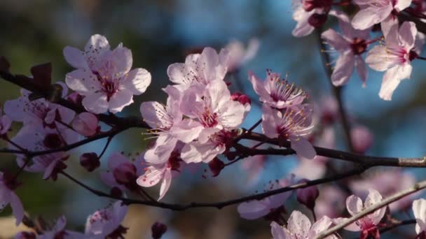 Zblízka Pohled Švestkový Květ Třešňových Stromů Jaře — Stock video