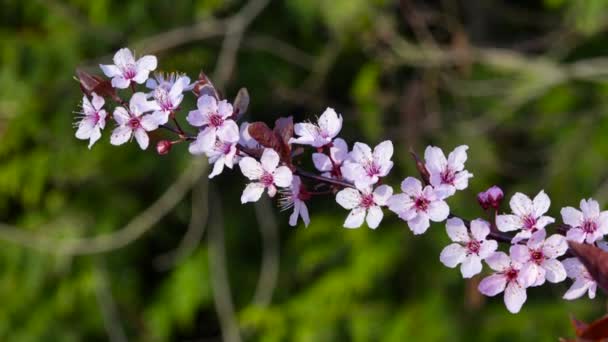 Vue Rapprochée Sur Une Fleur Prunier Cerisier Printemps — Video