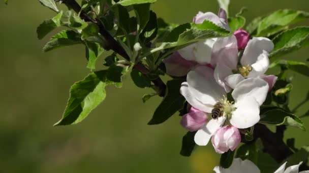 Kwiat jabłoni — Wideo stockowe