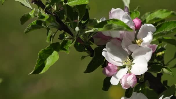 Flor de manzana — Vídeo de stock