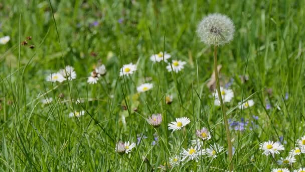 Paardebloem en daisy — Stockvideo