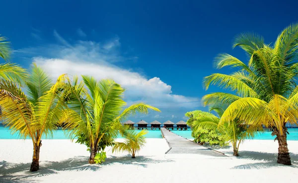 Playa tropical en las maldivas —  Fotos de Stock