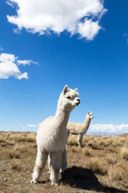 Yeni Zelanda çiftlik hayvanları ile mera