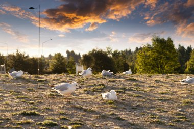 birçok kuş ile boş yere 