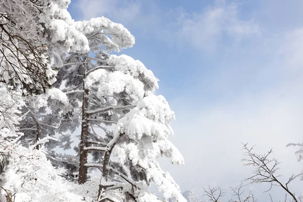 Schneeszene am Huangshan-Berg — Stockfoto