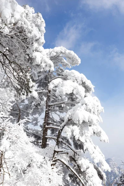 Schneeszene am Huangshan-Berg — Stockfoto