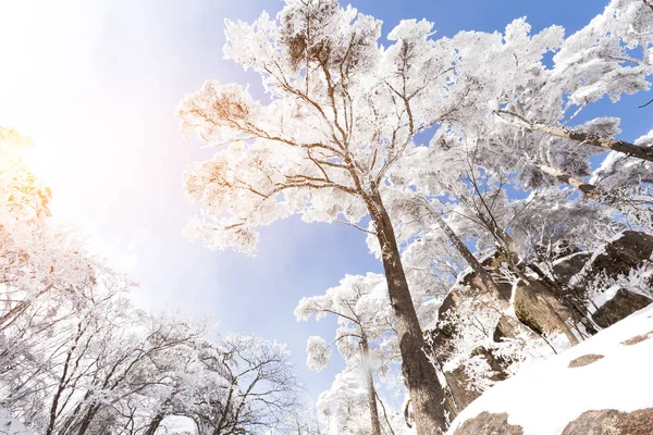 Escena de nieve en la montaña Huangshan — Foto de Stock