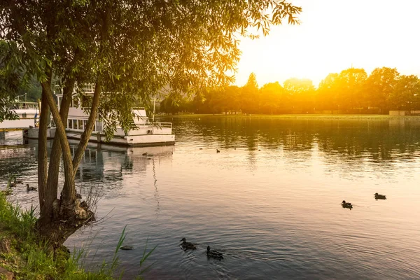 Спокойное озеро с птицами — стоковое фото