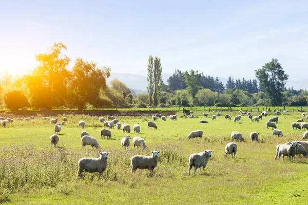 Beautiful meadow with sheep — Stock Photo, Image