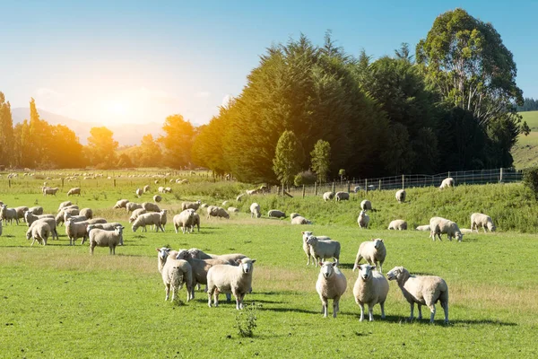 Vackra äng med fåren — Stockfoto