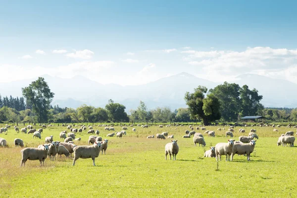 Schöne Wiese mit Schafen — Stockfoto