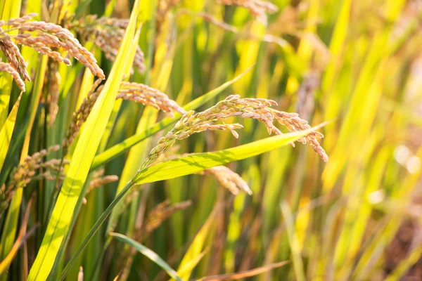 Érett magvak, rizs mező — Stock Fotó
