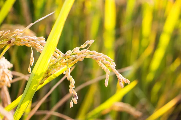 Granos maduros en el campo de arroz —  Fotos de Stock