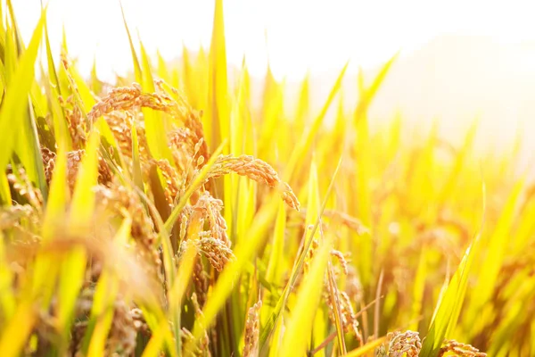 Rijpe korrels in rijst veld — Stockfoto