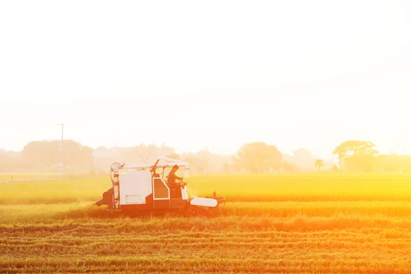 Combineren van oogstmachine werkt in rijst veld — Stockfoto