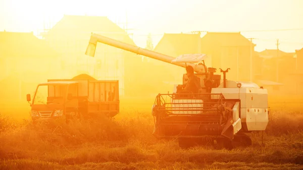 Combinar colheitadeira trabalhando no campo de arroz — Fotografia de Stock