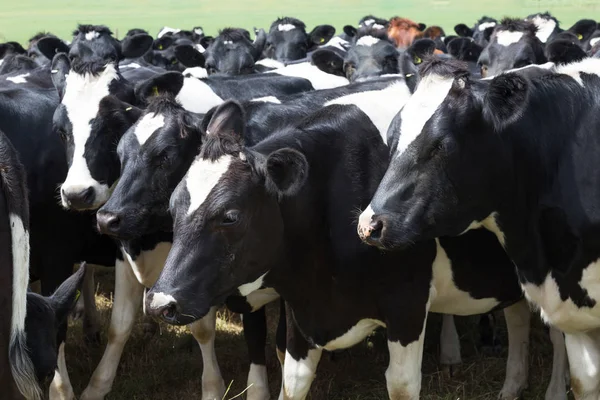 Crowded cows on green pasture — Stock Photo, Image