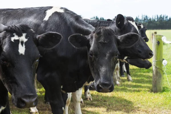 Vacas lotadas em pasto verde — Fotografia de Stock