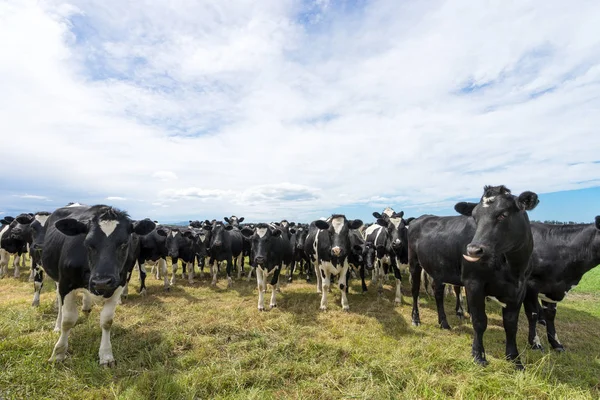 Gedrängte Kühe auf der grünen Weide — Stockfoto