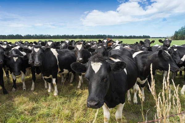 Gedrängte Kühe auf der grünen Weide — Stockfoto