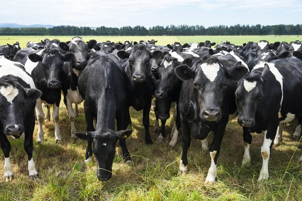 Vacas lotadas em pasto verde — Fotografia de Stock