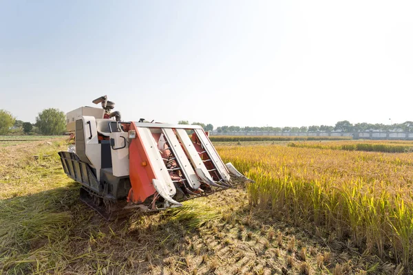 Mietitrice in campo cerealicolo dorato — Foto Stock