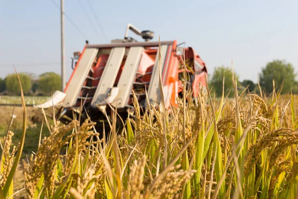 Colheitadeira em campo de cereais dourados — Fotografia de Stock