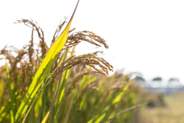 Close-up van granen plant — Stockfoto