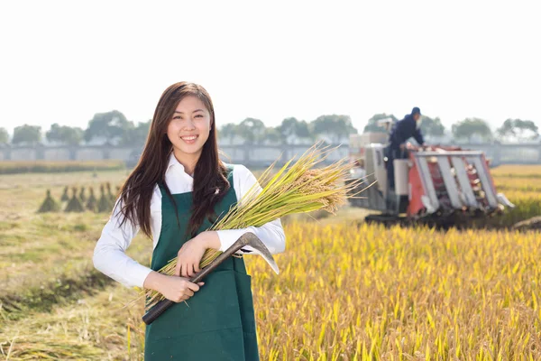 woman agriculture engineer in cereal field