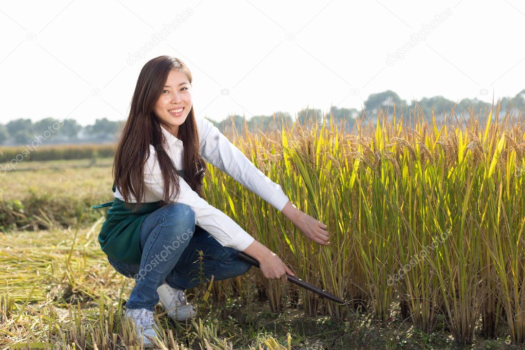woman agriculture engineer in cereal field