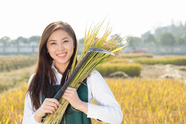 woman agriculture engineer in cereal field