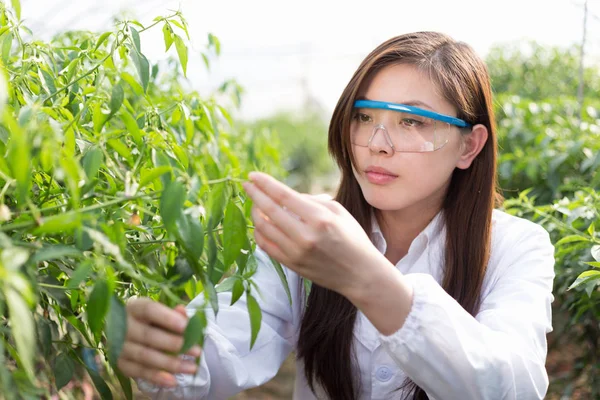 woman agronomist working in greenhouse