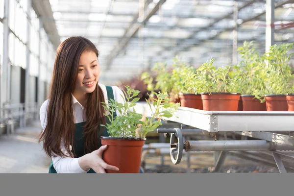young asian woman works in greenhouse