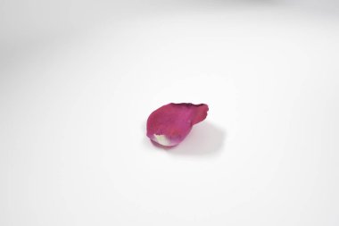 Petal kırmızı gül