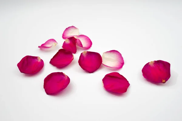 Punaruusun terälehdet — kuvapankkivalokuva