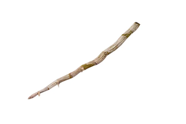 Изолированная дендробиевая ветвь — стоковое фото