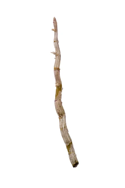 Изолированная дендробиевая ветвь — стоковое фото