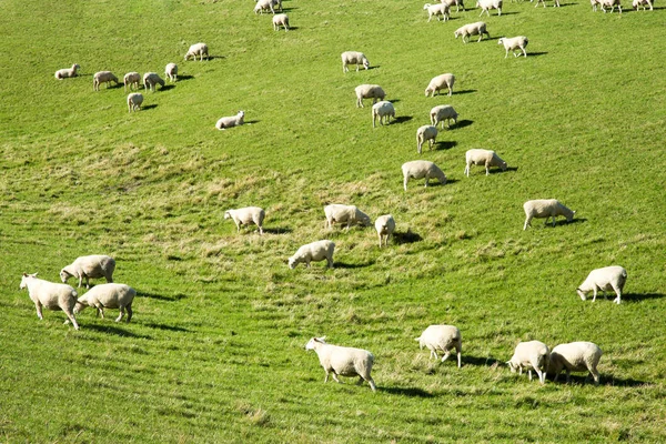 Красивые пастбища с животными возле холма — стоковое фото