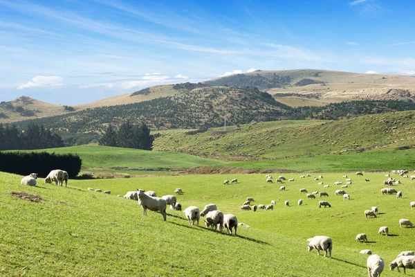 Pastwisko piękny ze zwierzętami w pobliżu hill — Zdjęcie stockowe