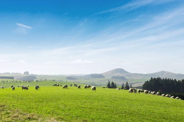 Bellissimo pascolo con animali vicino collina — Foto Stock