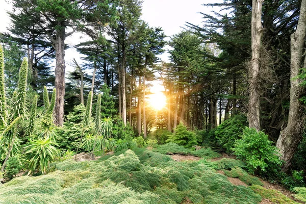 Beautiful forest in park — Stock Photo, Image