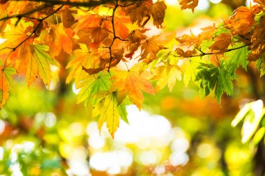 güzel altın yaprağı genel Park