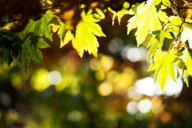 güzel altın yaprağı genel Park