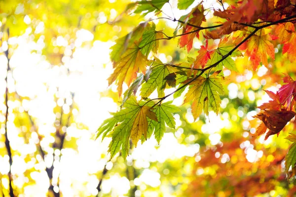 Beautiful golden leaves in public park — Stock Photo, Image