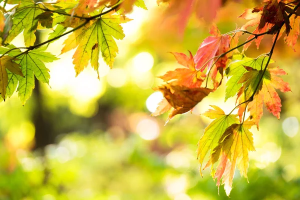 güzel altın yaprağı genel Park