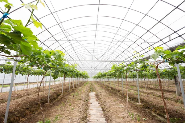 Interieur eines modernen Gewächshauses mit grüner Pflanze — Stockfoto