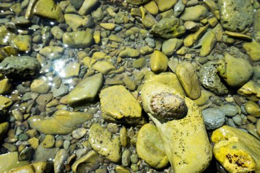 Rock beach yaban hayatı ile