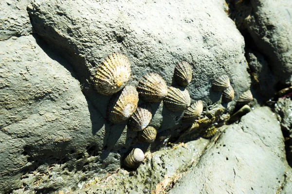 Playa de rocas con vida silvestre — Foto de Stock